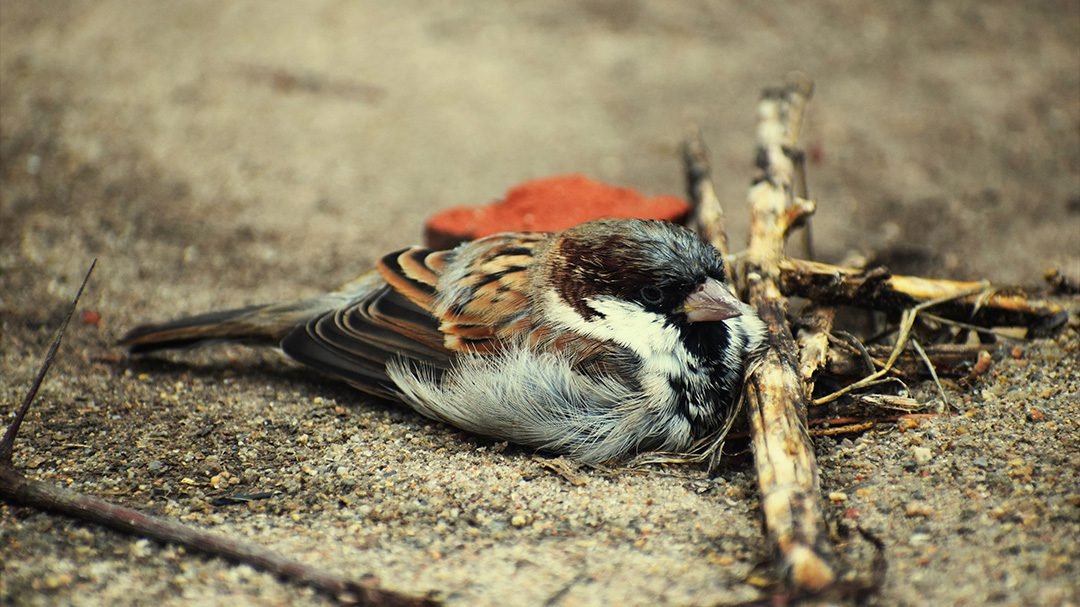 Bird Suicide Bharat Viral News